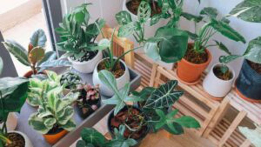 Several pot plants sit near a window