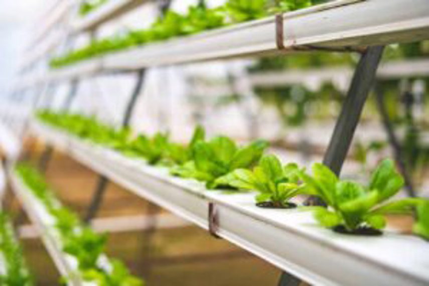 Lettuce grown in bulk using hydroponic setup